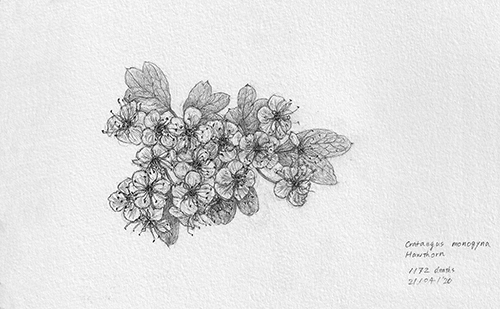 6Hawthorn
