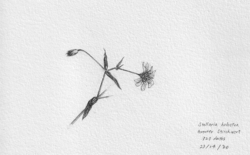 18Stitchwort